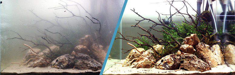 Why is the water in the aquarium cloudy and what to do about it?