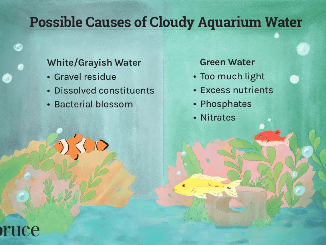 Why is the water in the aquarium cloudy and what to do about it?