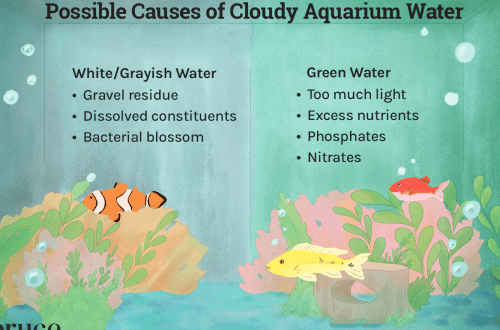 Why is the water in the aquarium cloudy and what to do about it?