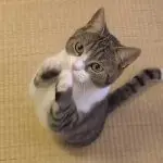 Why is your cat or cat constantly asking for food?