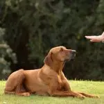 Why it is useless to “run out” an excitable dog