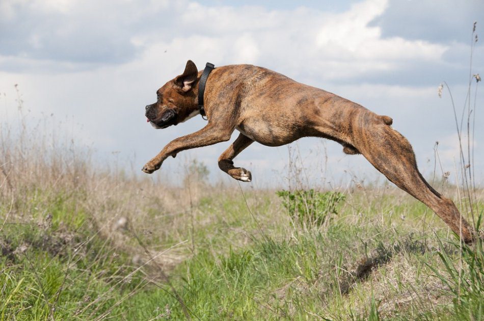 Why it is useless to run out an excitable dog