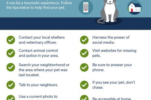 Why pets get lost and what to do if your pet ran away