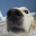 Why should a dog sniff