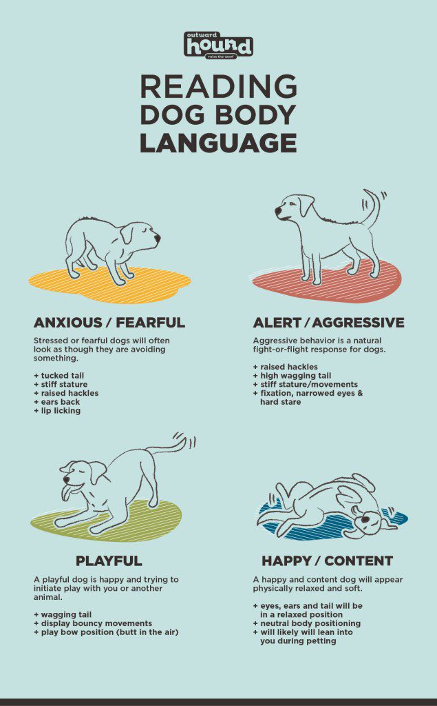 Why should a person understand the &#8220;language&#8221; of dogs?