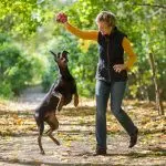 Why should the owner play with the dog?