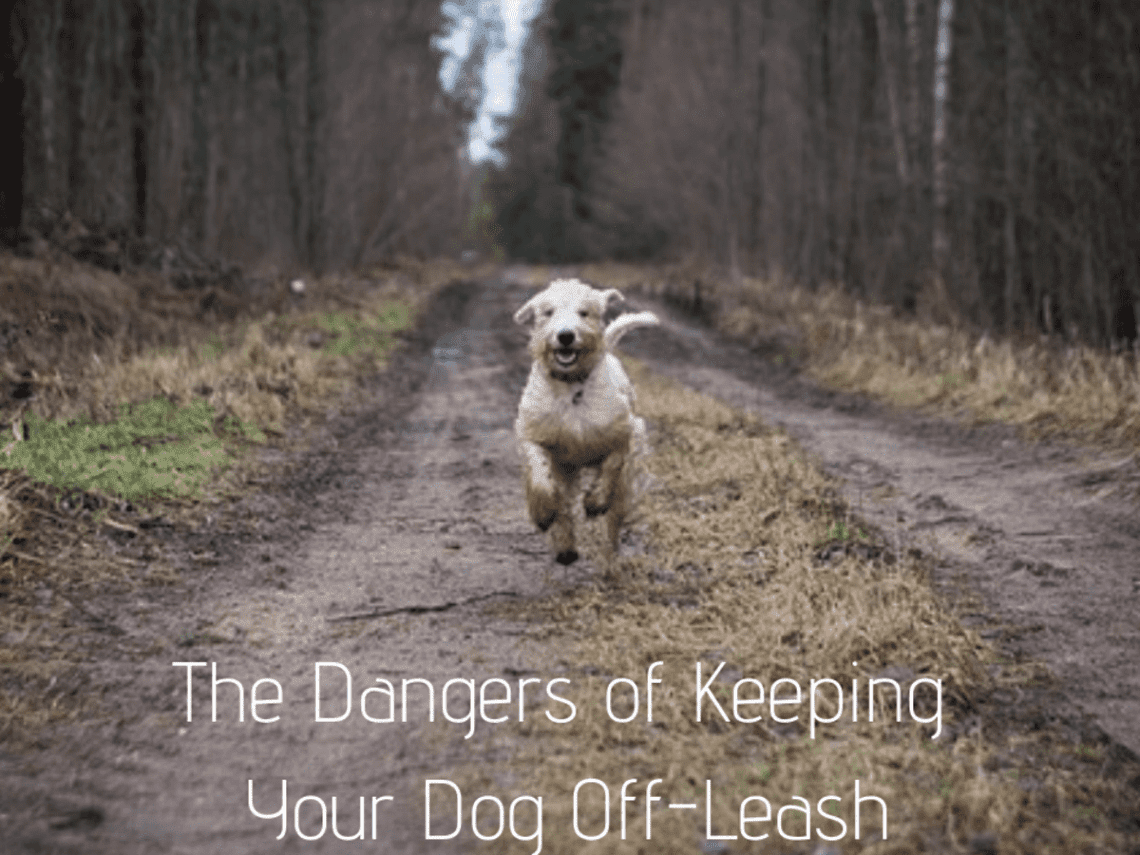Why shouldn&#8217;t you walk your dog off a leash?