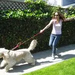 Why the dog does not obey the owner