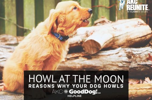 Why the dog howls: reasons, at home, in the yard, at the moon, signs