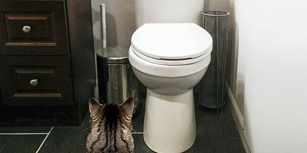 Why the kitten does not go to the toilet and how to help him