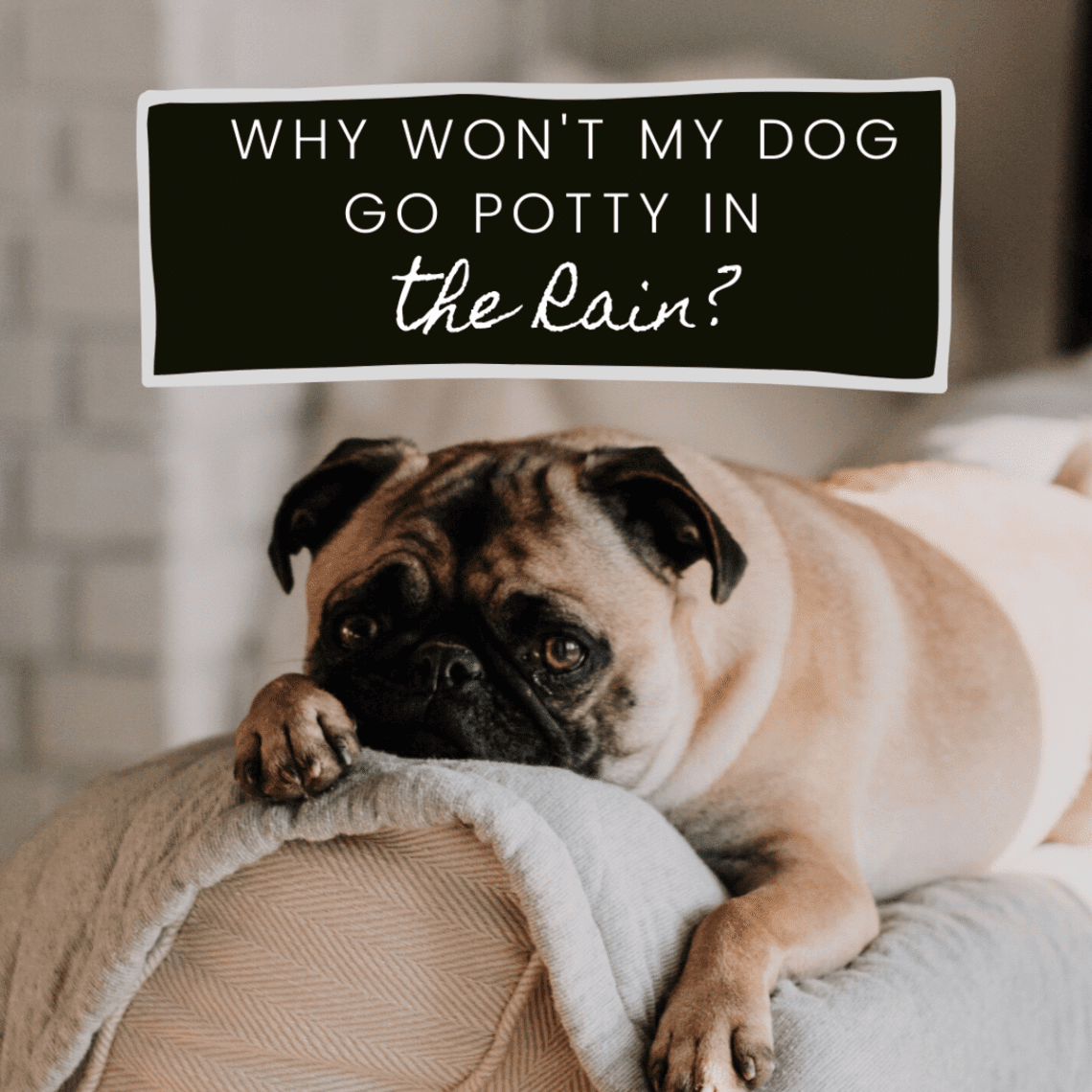 Why the puppy does not want to go to the toilet on the street