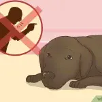 Why train your dog to be patient?