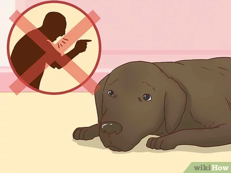 Why train your dog to be patient?