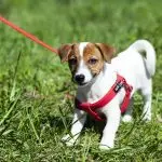 Why Walk Small Dogs?