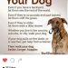 How dogs learn from each other