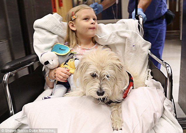 Why was the girl allowed to take the dog into the operating room?