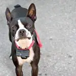 Why you should ditch the electric collar