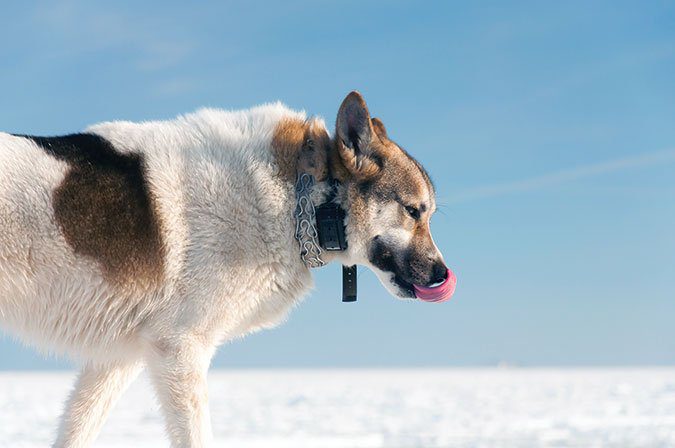 Why you should ditch the electric collar
