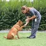 Why you should not give the dog to a cynologist for education and training with accommodation