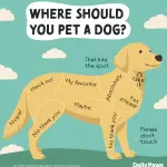 Why You Shouldn’t Let Everyone Pet Your Dog