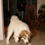 Why you shouldn’t play laser pointer with your dog?