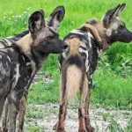 Wild Dog Adaptation to Family Life: Predictability and Diversity