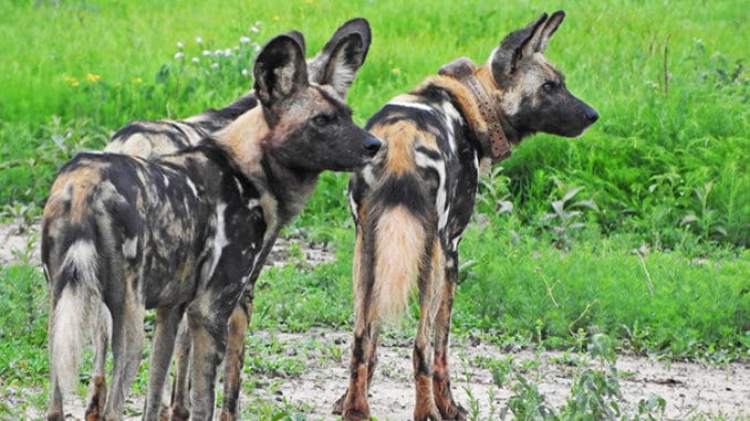 Wild Dog Adaptation to Family Life: Predictability and Diversity