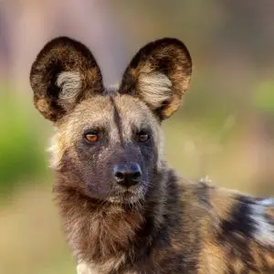 Wild dogs: who are they and how are they different from ordinary dogs?