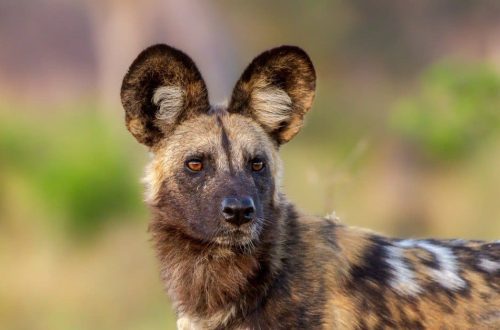 Wild dogs: who are they and how are they different from ordinary dogs?