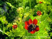 Wild flowers &#8211; all about turtles and for turtles