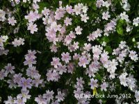 Wild flowers &#8211; all about turtles and for turtles