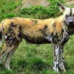 Will own dog help adapt a wild dog in the family?