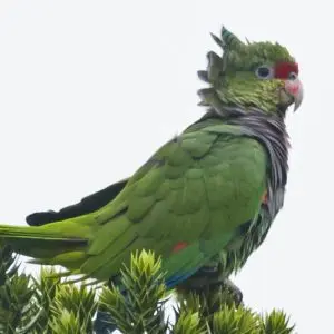 Wine-breasted Amazon