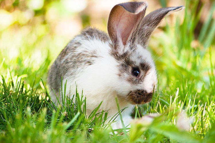 With a rabbit to the country: 10 rules for a safe trip