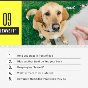 With what commands should you start training a puppy?
