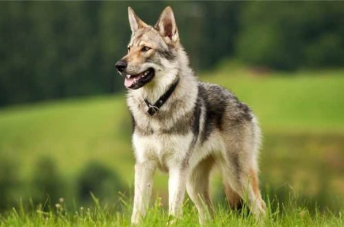 Wolf dogs: dog breeds that look a lot like wolves