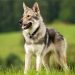 Top 10 Most Easily Trainable Dog Breeds