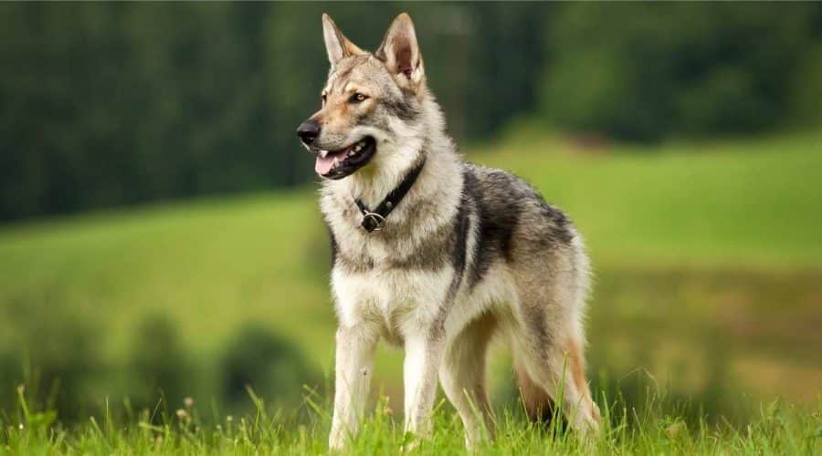 Wolf dogs: dog breeds that look a lot like wolves