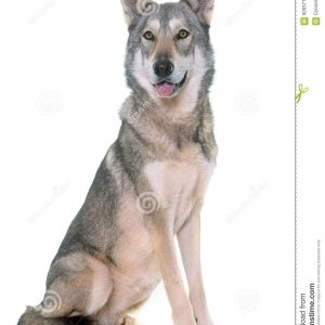 Wolfdog of Sarlos (Saarlooswolfdog)