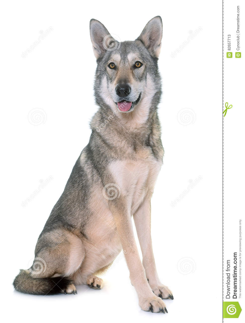 Wolfdog of Sarlos (Saarlooswolfdog)
