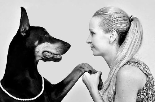 Women understand dogs better than men