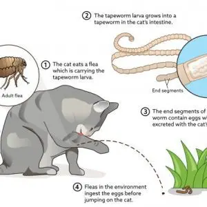 Worms in cats and cats