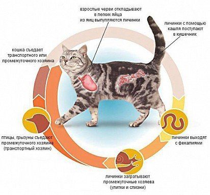 Worms in cats and cats