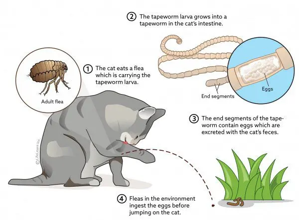 Worms in cats and cats