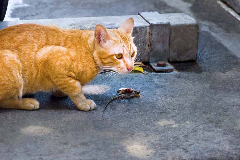 Worms in cats: signs and treatment