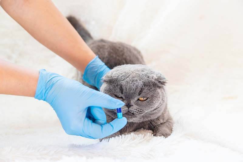 Worms in cats: signs and treatment