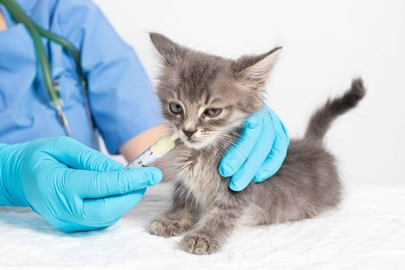 Worms in cats: signs and treatment