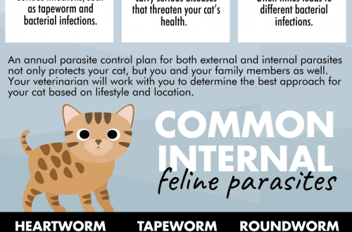 Worms in cats: signs and treatment