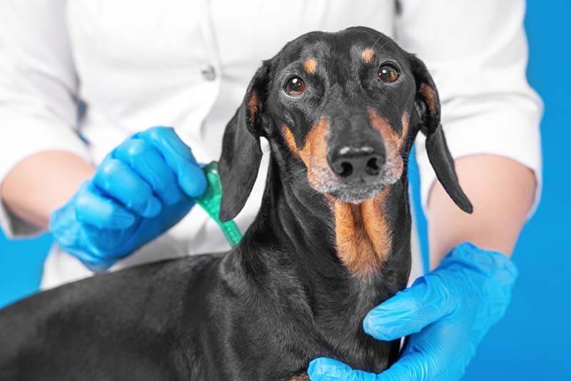 Worms in dogs: symptoms and treatment