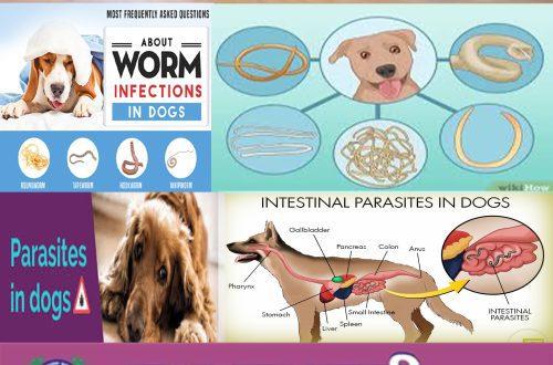 Worms in dogs: symptoms and treatment